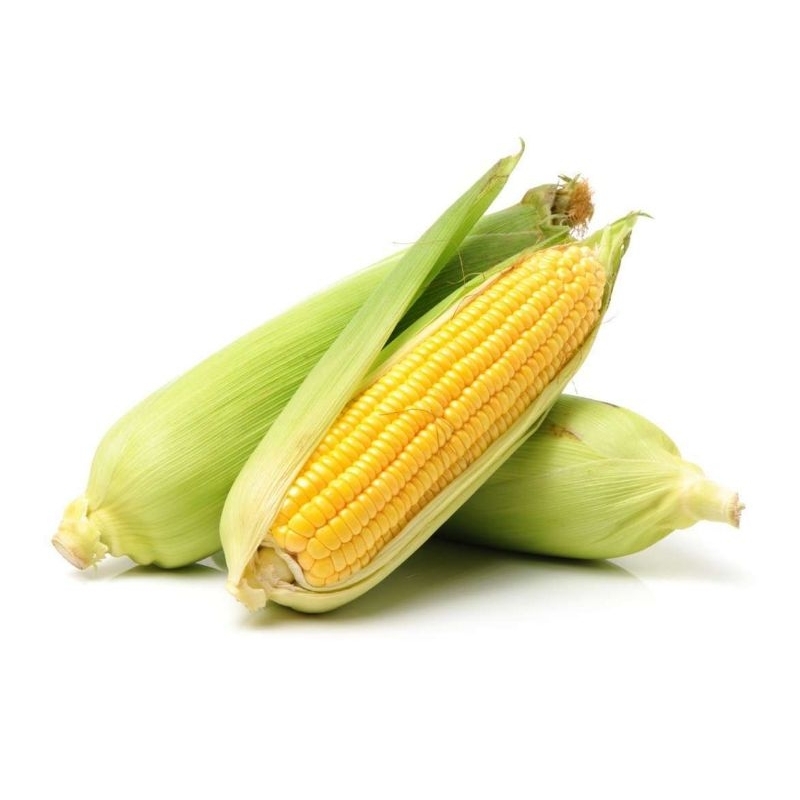 

JAGUNG MANIS KULIT 1PCS