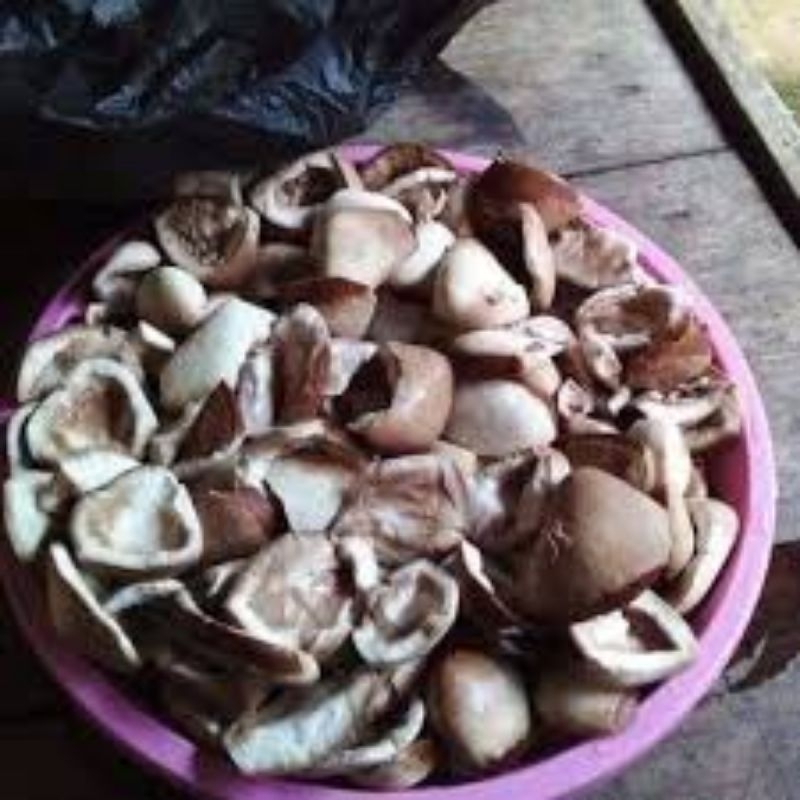 

buah picung udah di kupas super 1 kg