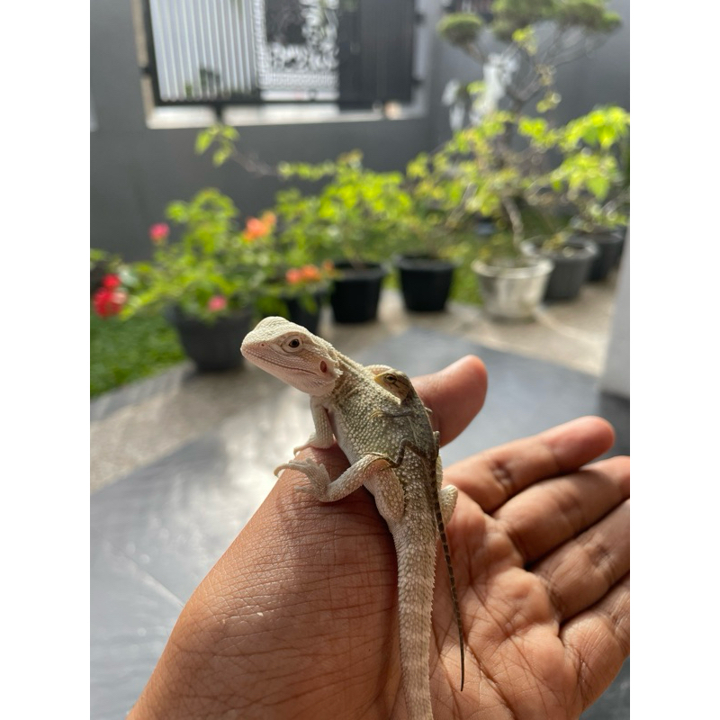 mainan bearded dragon Hypo het zero