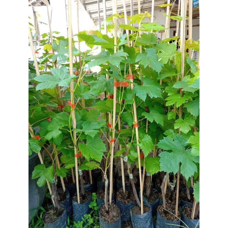

Bibit Anggur Import Tinggi 1 meter