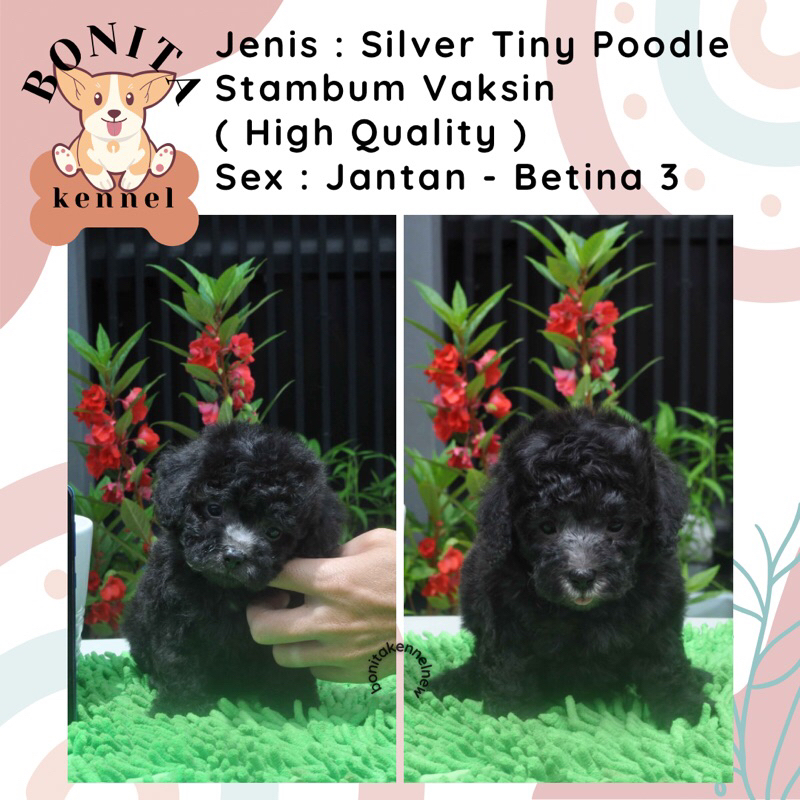 Silver Toy Tiny Poodle Stambum Anakan Anjing Poodle Jantan Betina