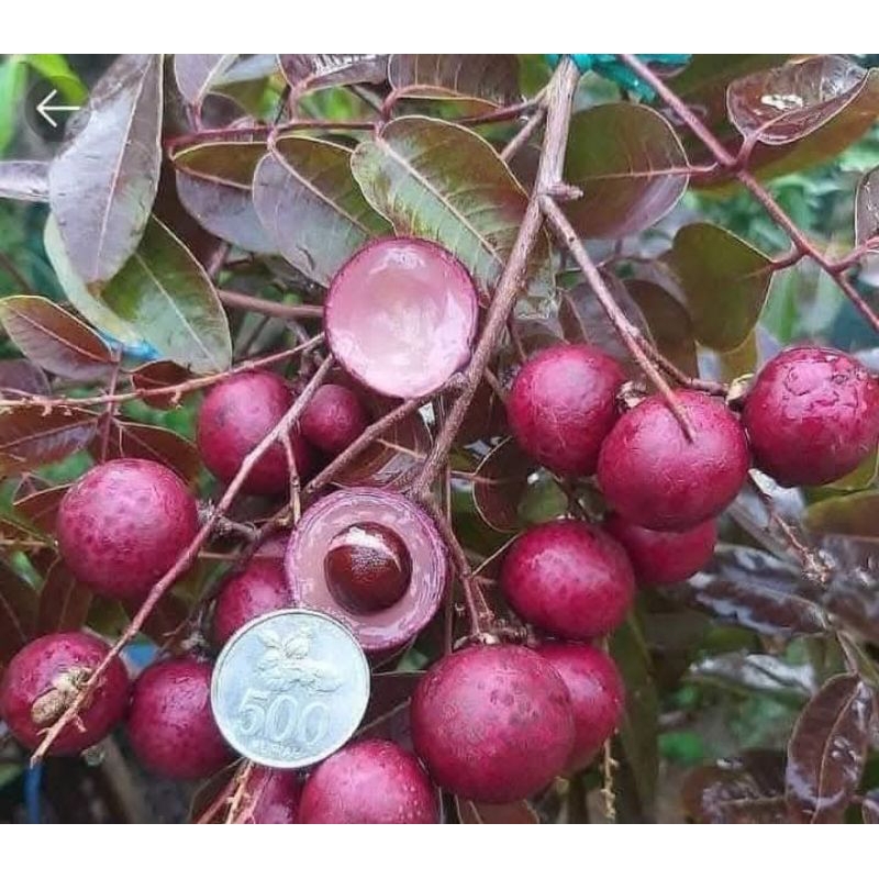 

kelengkeng merah super manis dan lebat