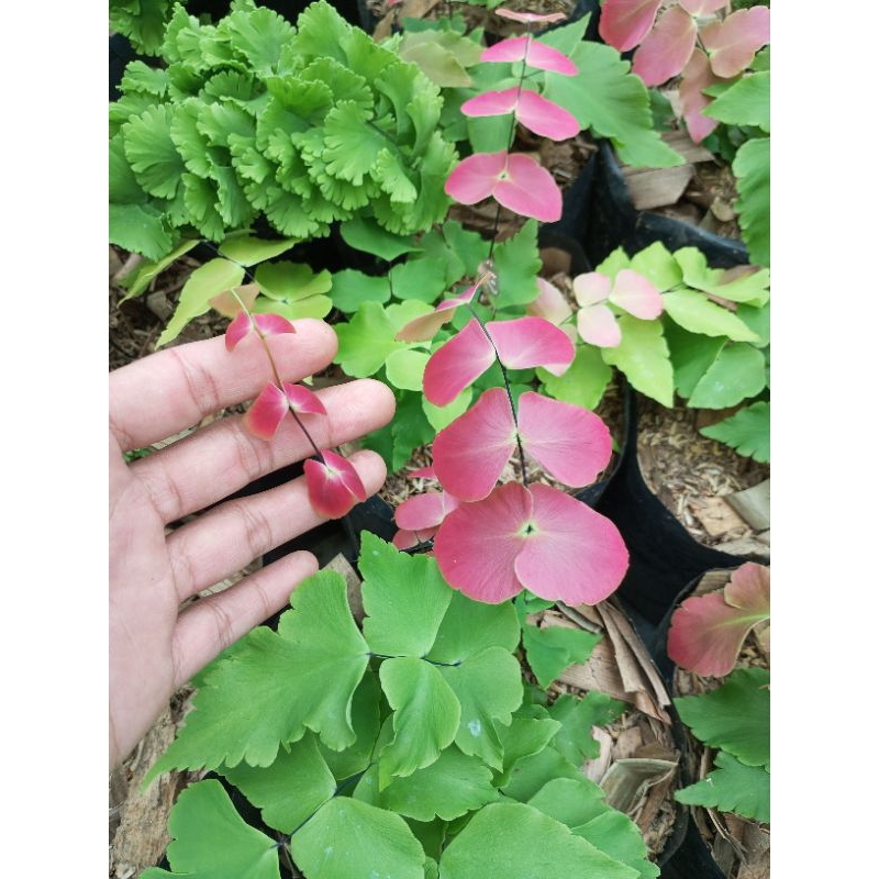 suplir kupu-kupu/adiantum butterfly/suplir/tanaman hias