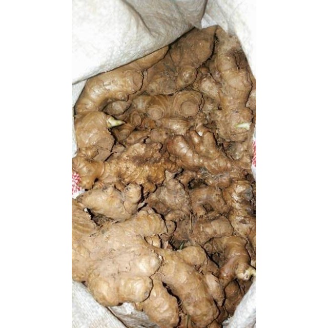 

Lempuyang Segar 500gram Lampuyang Fresh
