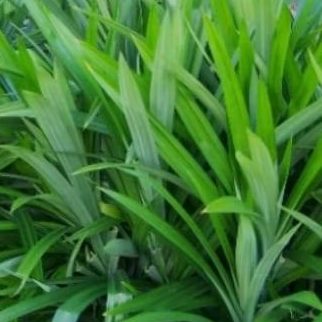 

daun pandan wangi 1 ikat isi 15