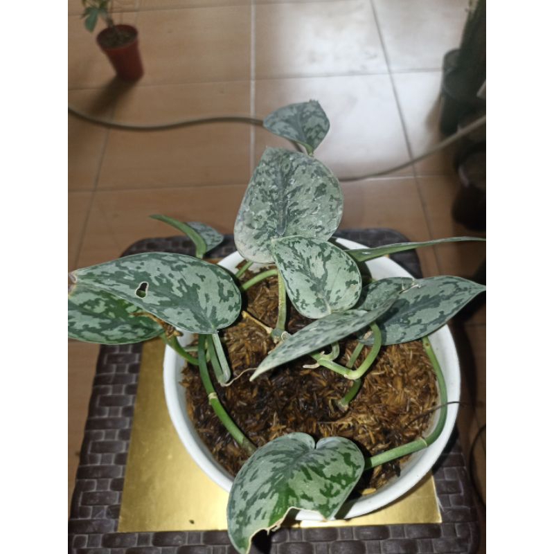 Scindapsus Lady Silver