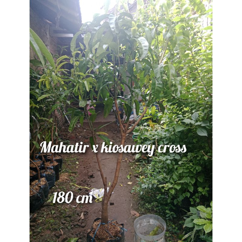 

kombinasi 2 in 1 mangga kiosawey cross x mahatir jumbo 1,8 mtr