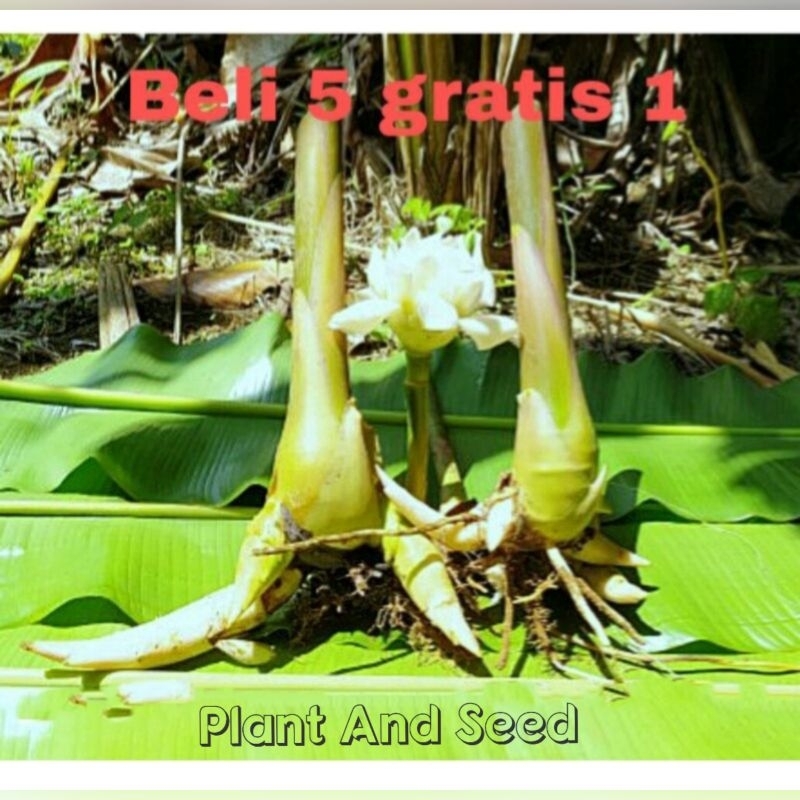 BIBIT KECOMBRANG / HONJE BUNGA WARNA PUTIH LANGKA