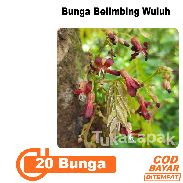 

Bunga Belimbing Wuluh Per 20 Pcs Khusus Jabodetabek