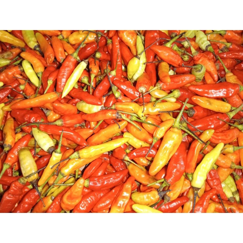 

Cabe Rawit Merah 500 gr
