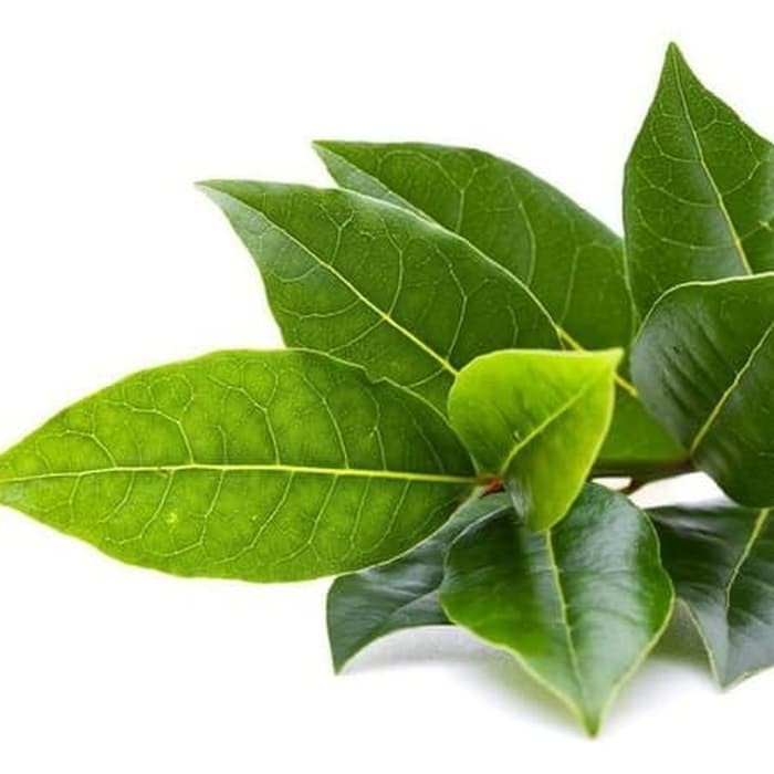 

1 Lembar Daun Salam Segar ( Bay Leaves ) Fresh Organik - Petik Langsung dari Pohon