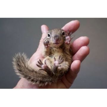 TUPAI - Bajing Tupai Kelapa Chipmunk Lucu Imut Jinak MURAH