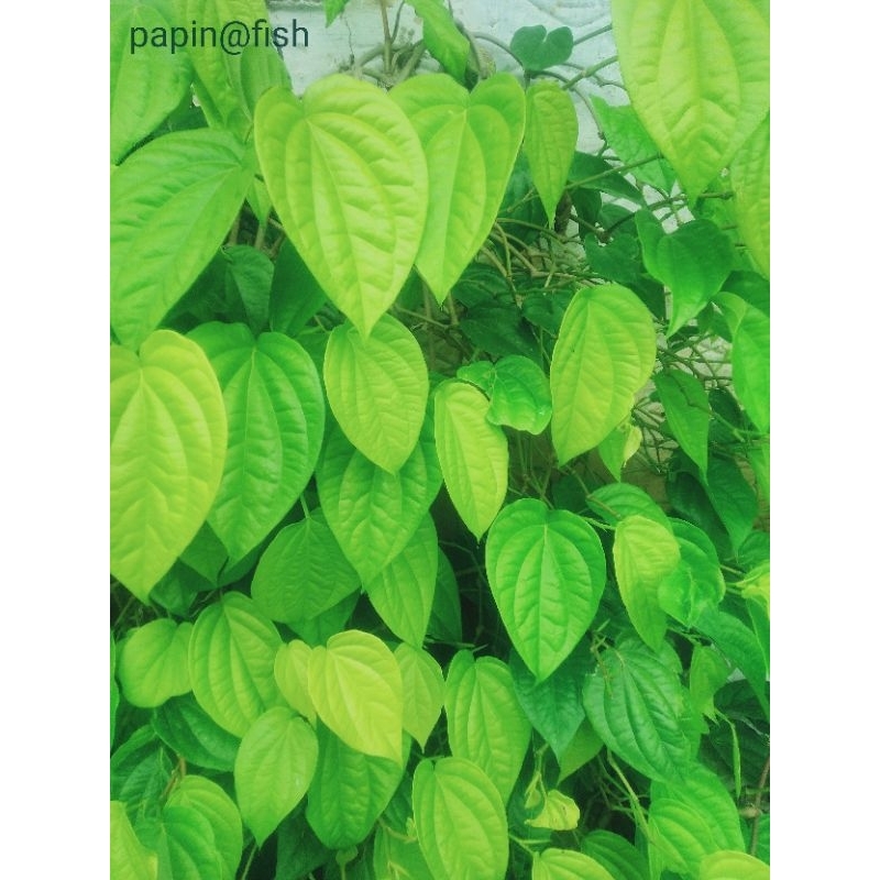 

Daun sirih harga perlembar
