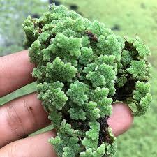 Azolla microphylla / azola / bibit azolla / indukan azola BIBT AZOLA KOLAM 1 KG