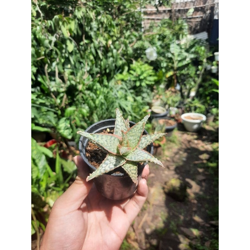 aloe hybrid tct twilight cloud