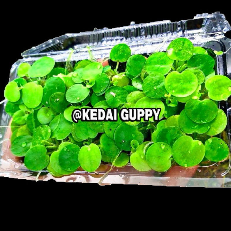tanaman air apung- tanaman hias air Amazon frogbit satu paket mika plastik