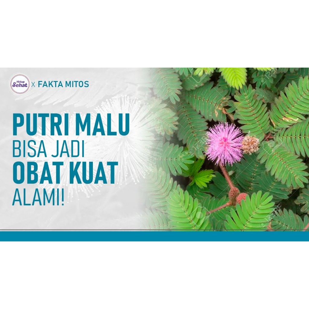 

DAUN HERBAL PUTRI MALU SEGAR