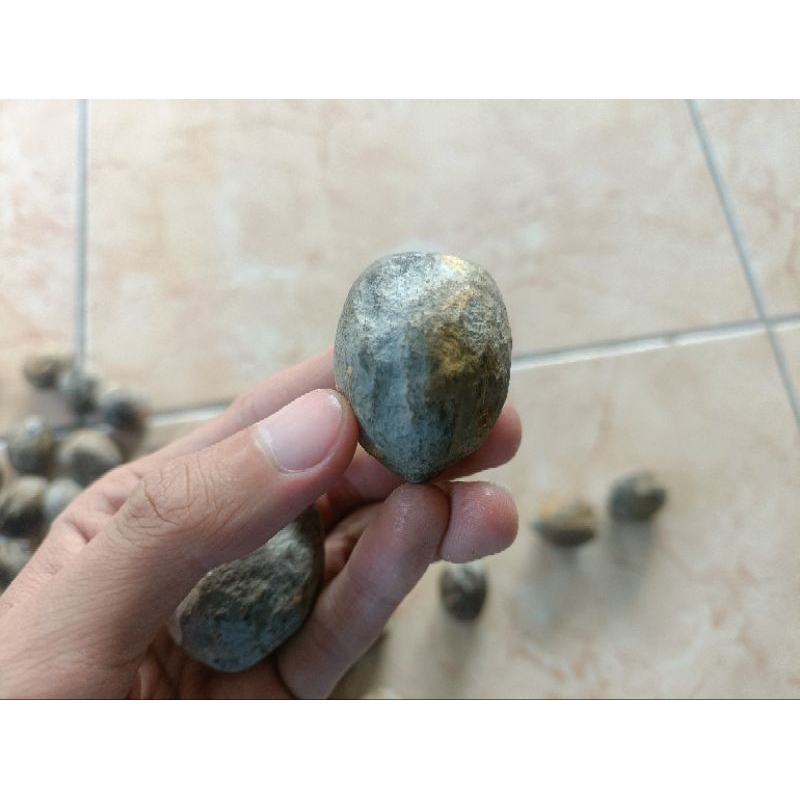 Muncang Adu panjangan Tasik