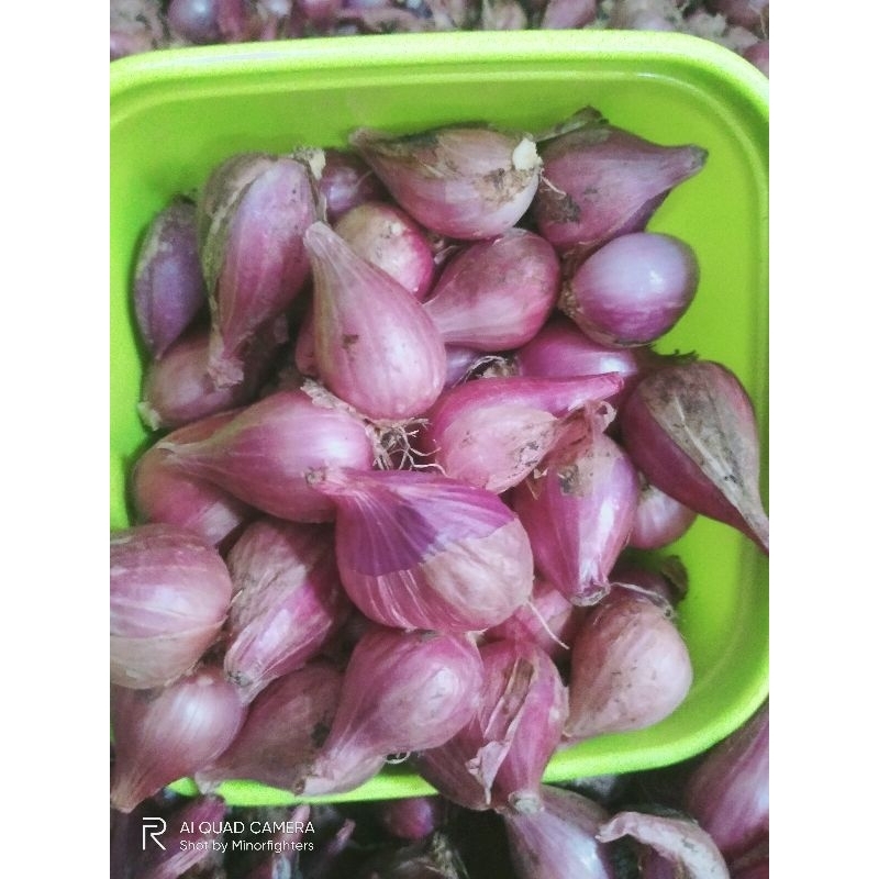

bawang merah besar 1kg