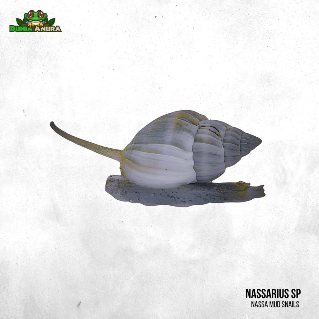 Siput laut Nassarius Sp Bali