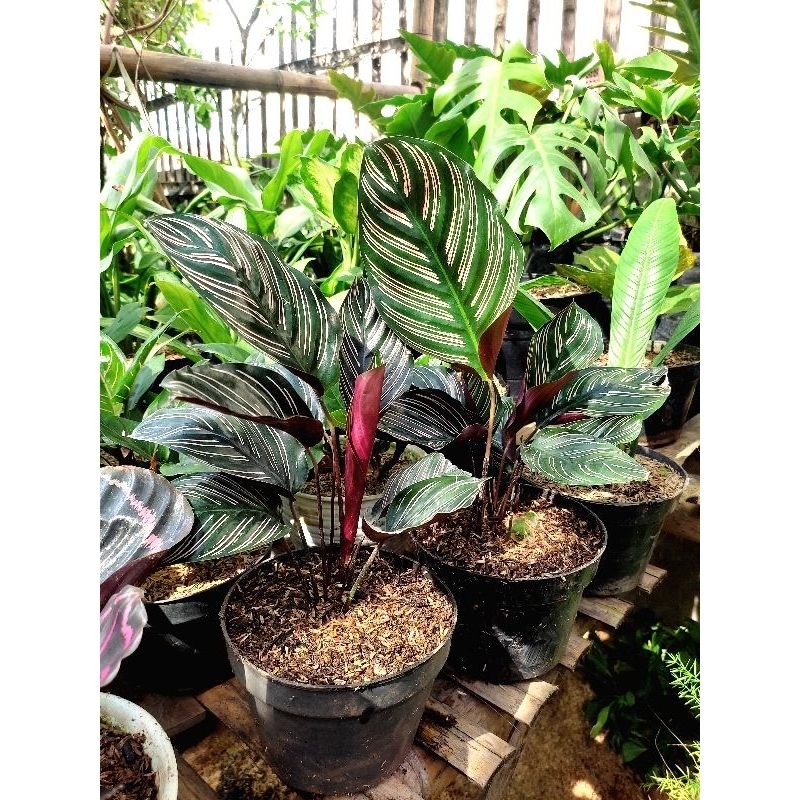 CALATHEA ORNATA / CALATHEA BATIK