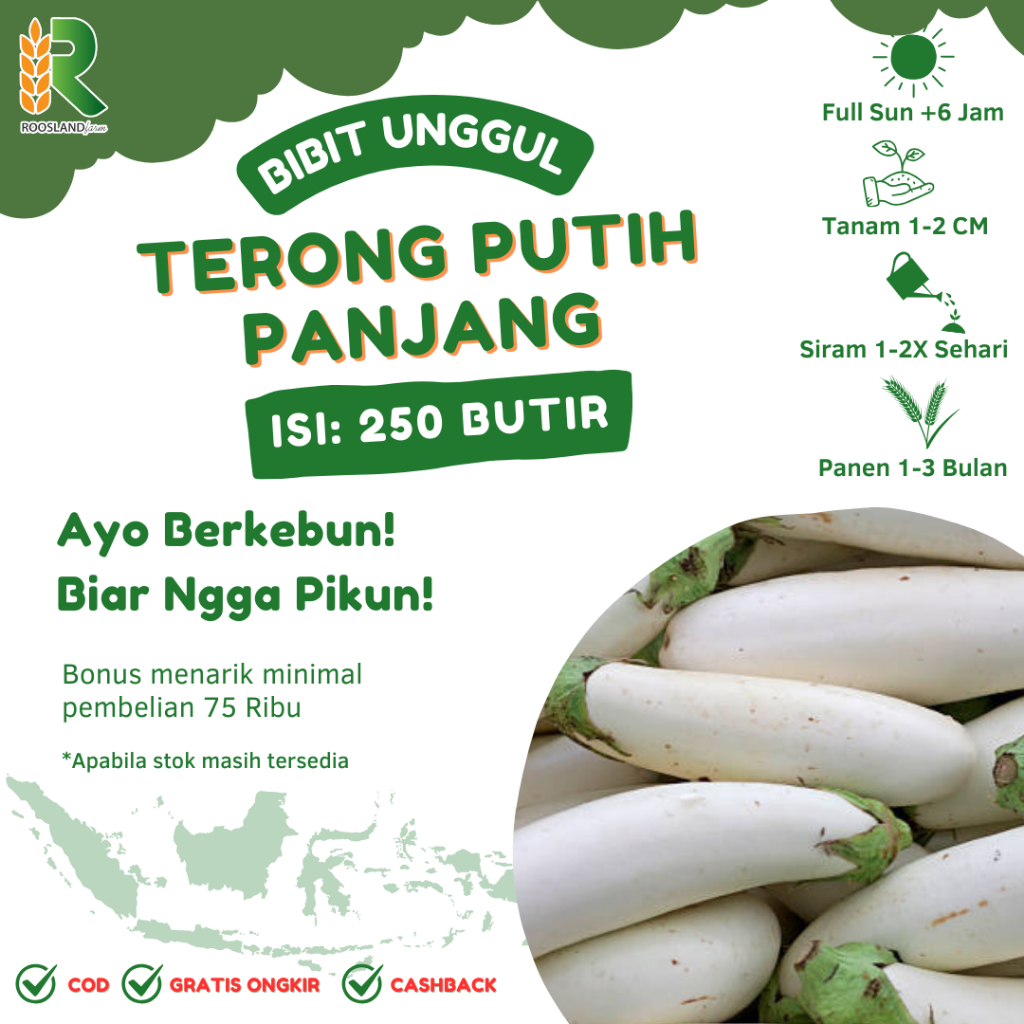 BENIH TERONG PUTIH PANJANG (250 BUTIR)