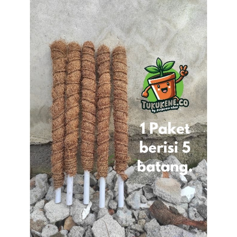 Turus Paralon Sabut Ajir 50cm media rambatan tanaman hias media tanam organik turus vanili