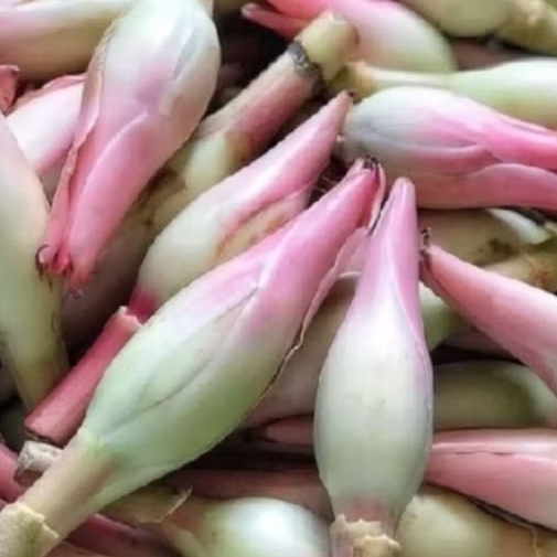 

Kecombrang Bunga untuk Bumbu Masak