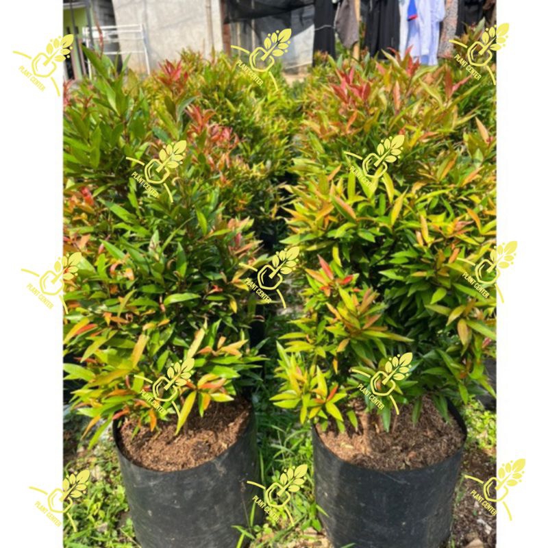 Tanaman hias pohon pucuk merah tinggi ± 60 - 80 cm / tanaman hias pohon pucuk merah tanaman hias puc