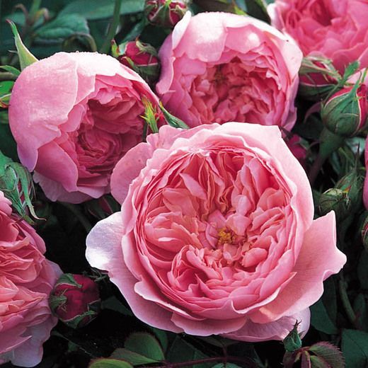Mawar Import The Alnwick - The Alnwick Rose - David Austin Rose