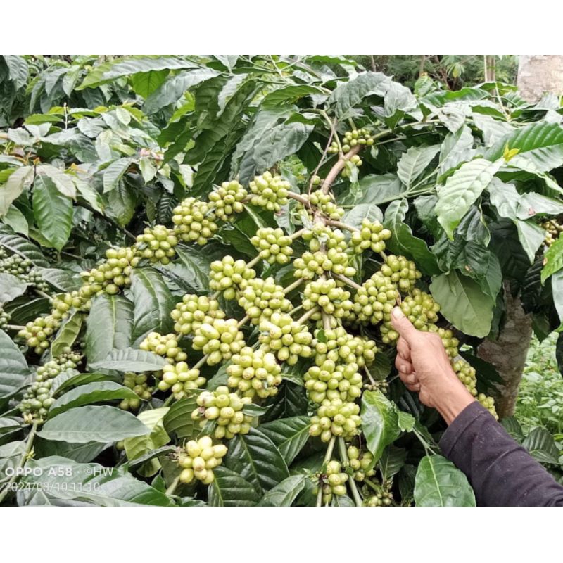 entres kopi klon bongkok