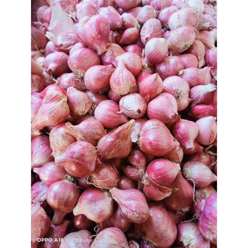 

bawang merah