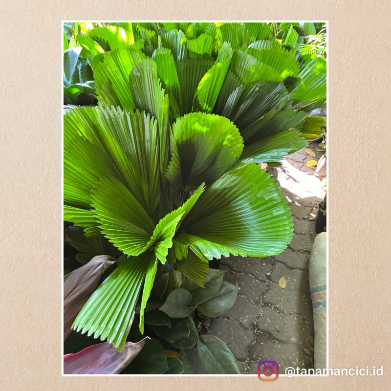 Tanaman palem kipas palem kol besar tinggi 60-70cm on pot hitam