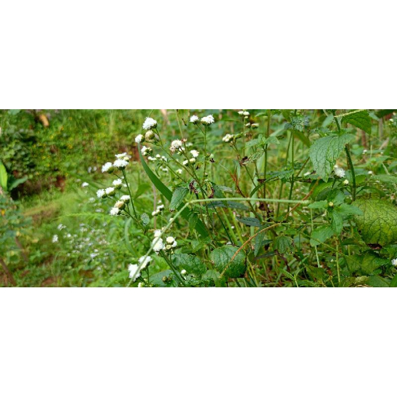 

daun babandotan segar berat bersih 250 gram
