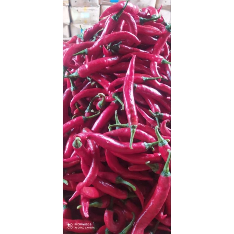 

cabe#berkualitas