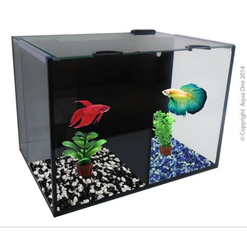 aquarium mini cupang, aquarium soliter cupang