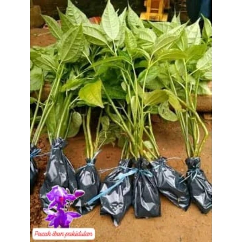 

bibit lalab poh pohan stek herbal/10 pcs bonus 1