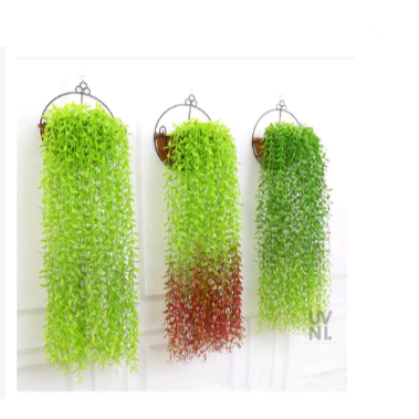 DAUN LEE KWAN YEW / JUNTAI TIRAI RAMBAT / DAUN HIASAN RUANG TAMU / DEKORASI