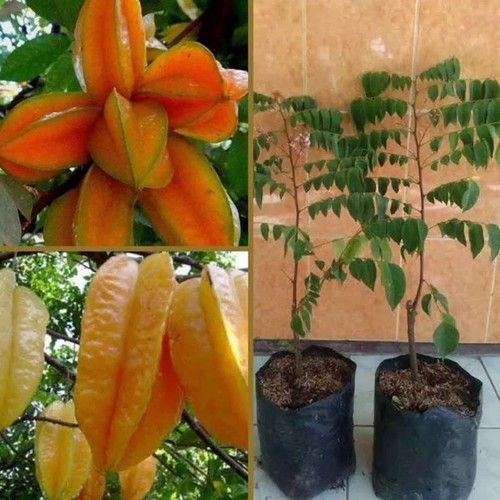 Bibit belimbing bangkok merah,belimbing merah thailand