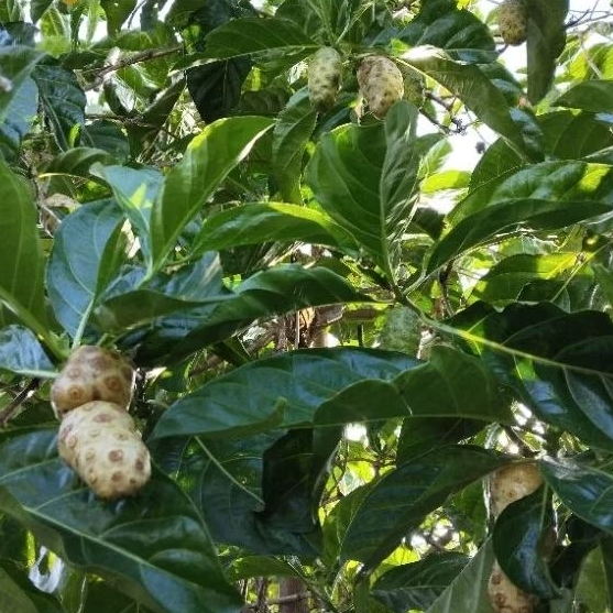 

DAUN MENGKUDU SEGAR 250 GR