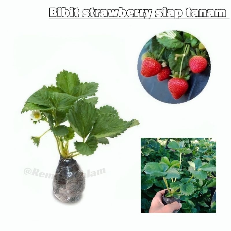Bibit Strawberry Jumbo Manis/strawberry siap tanam/bibit strawberry California