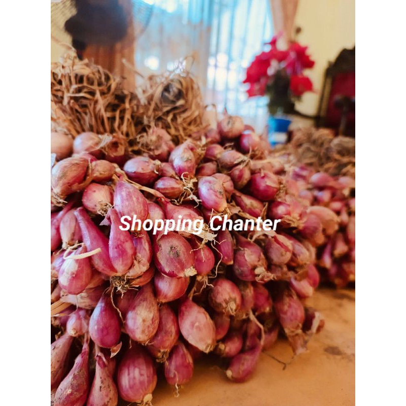 

Bibit Kawak Bawang Merah Asli Brebes Siap Tanam Berat 5Kg Super Besar Termurah Geratis Ongkir Benih