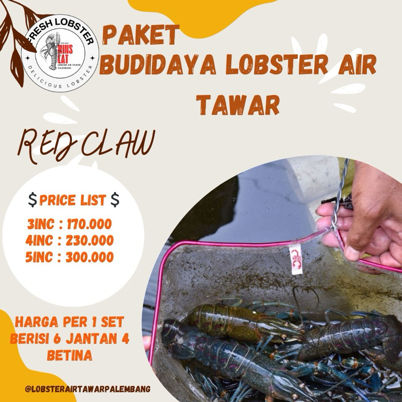 

Lobster Air Tawar Indukan Paket Budidaya Hasil Penangkaran