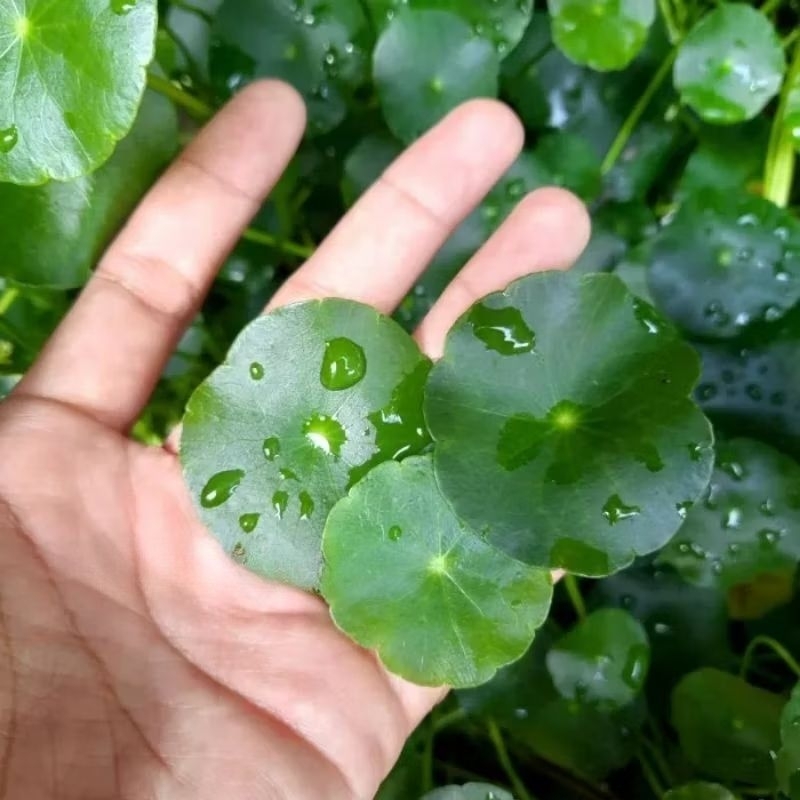 Promo Tanaman herbal daun pegagan