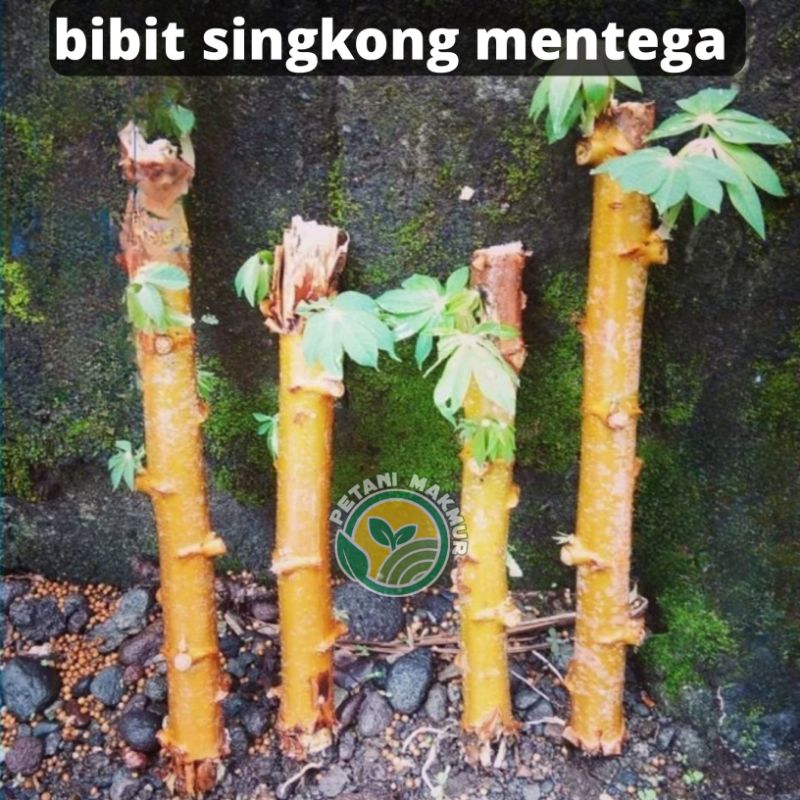 Bibit Singkong Mentega Singkong Kuning Singkong Empuk