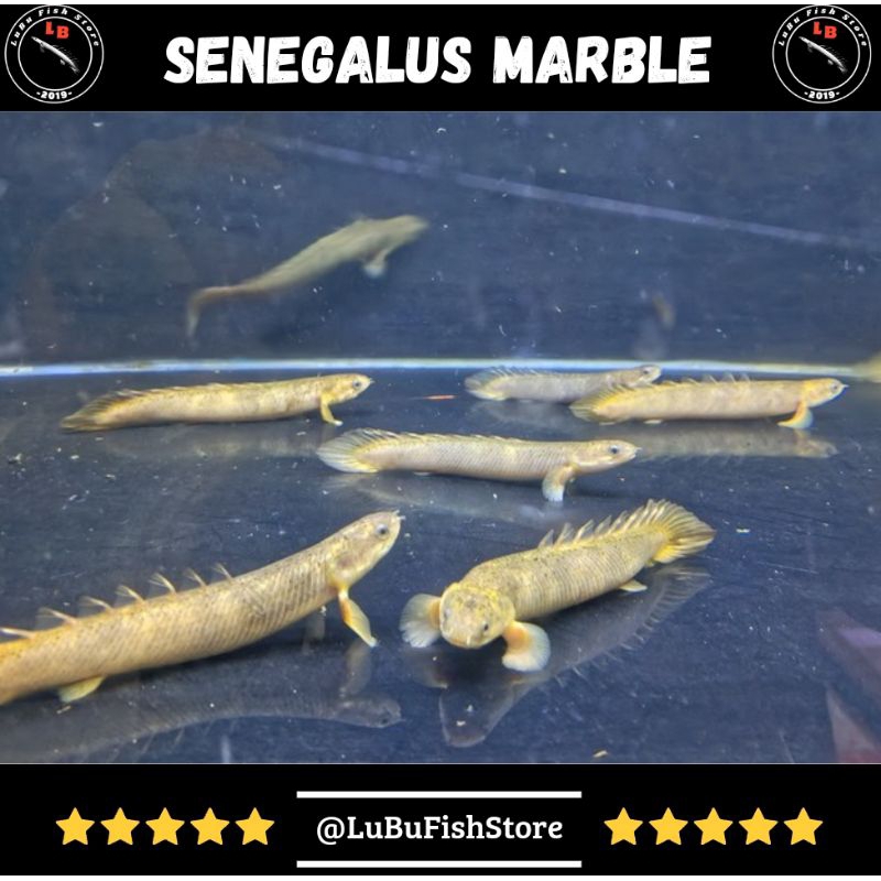 Aksesoris Aquarium Palmas Senegalus Marble Palmas Senegalus Marbel