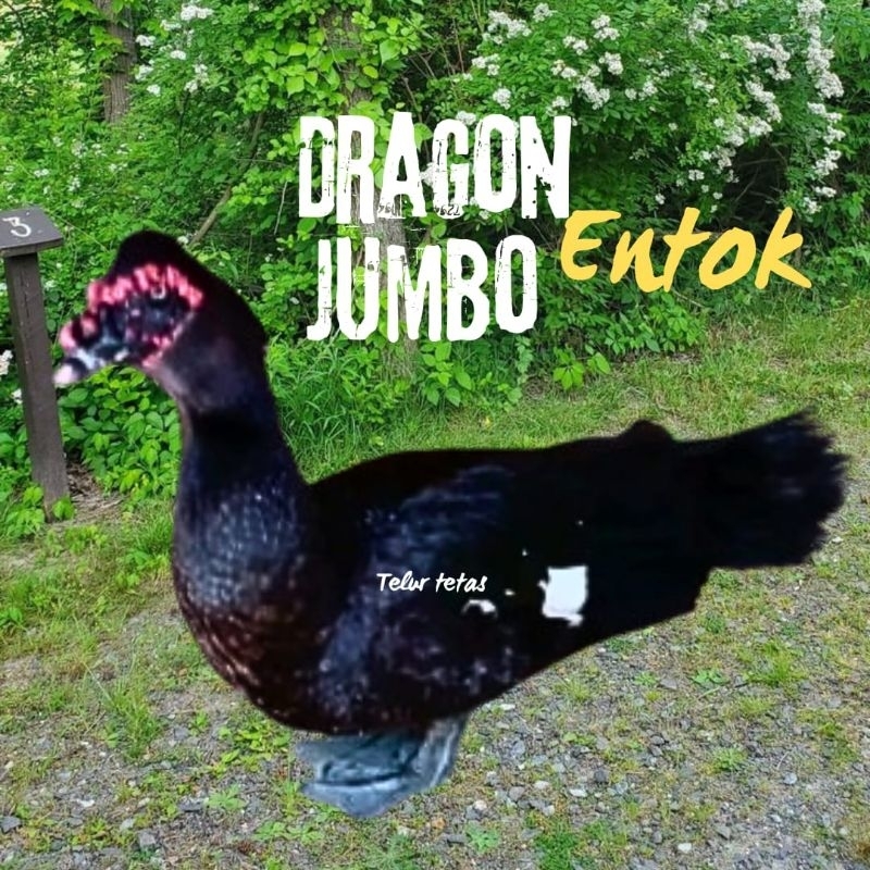 telur mentok / telur entok  dragon bisa untuk di tetaskan