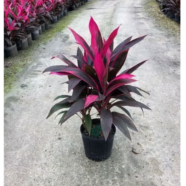 Tanaman Hias Depan Rumah - Pohon Hanjuang Andong Merah