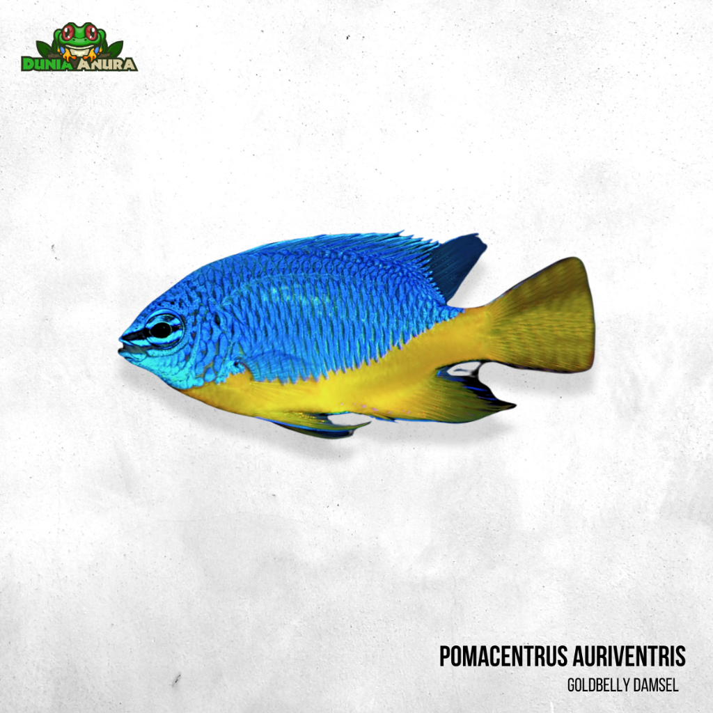 Ikan hias laut - Betok Podangan - Goldbelly damsel - Pomacentrus auriventris
