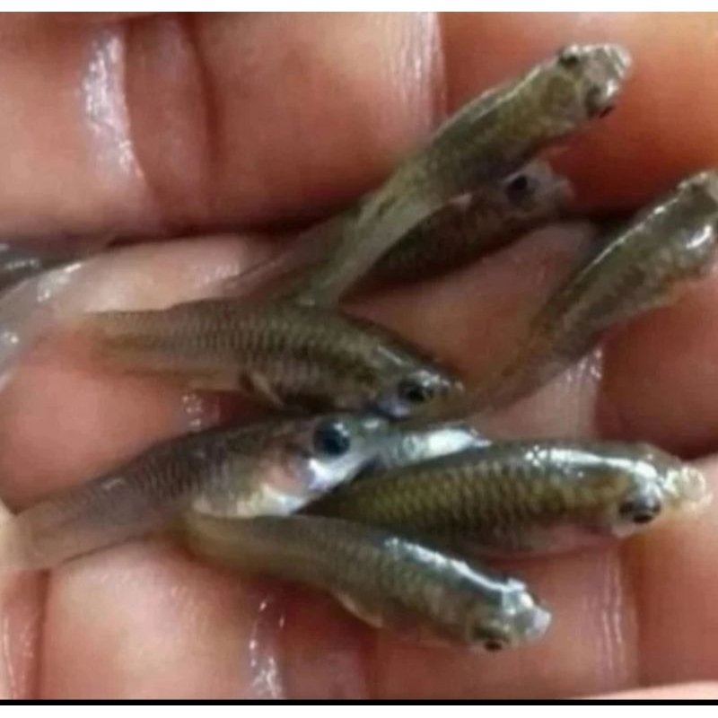 pakan ikan predator (ikan cere sawah)